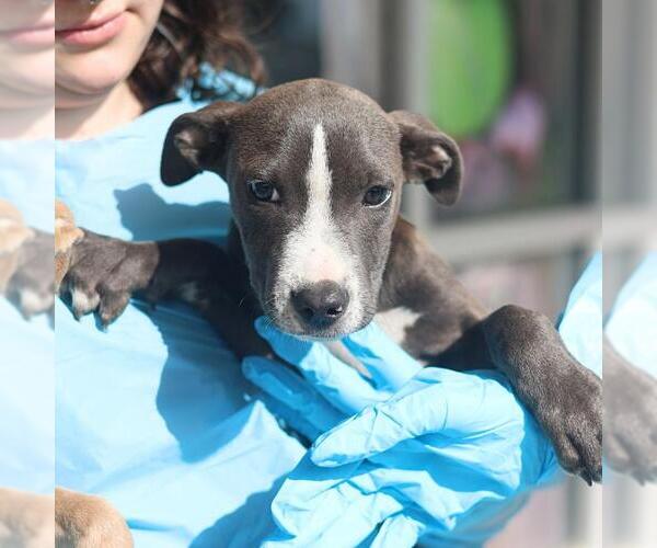 Medium Photo #1 American Staffordshire Terrier-Unknown Mix Puppy For Sale in San Antonio, TX, USA