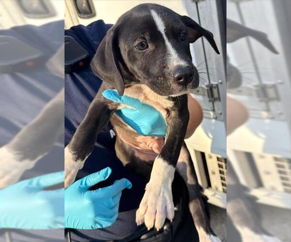 Medium Photo #1 American Staffordshire Terrier-Unknown Mix Puppy For Sale in San Antonio, TX, USA
