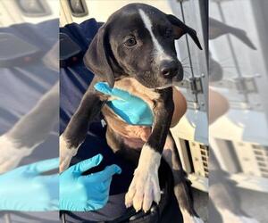 American Staffordshire Terrier-Unknown Mix Dogs for adoption in San Antonio, TX, USA