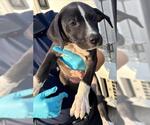 Small American Staffordshire Terrier Mix