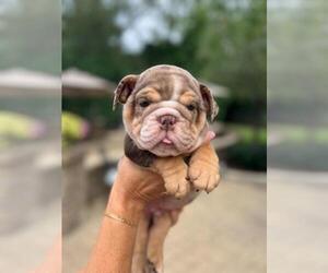Bulldog Puppy for sale in SAINT CHARLES, IL, USA