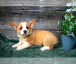 Puppy Ernie Pembroke Welsh Corgi