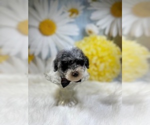 Poodle (Toy) Puppy for sale in RIPLEY, MS, USA