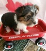 Small Photo #14 Yorkshire Terrier Puppy For Sale in HUDDLESTON, VA, USA