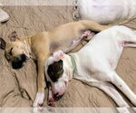 Small #2 Black Mouth Cur-Labrador Retriever Mix