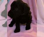 Small Photo #24 Goldendoodle Puppy For Sale in DYERSBURG, TN, USA