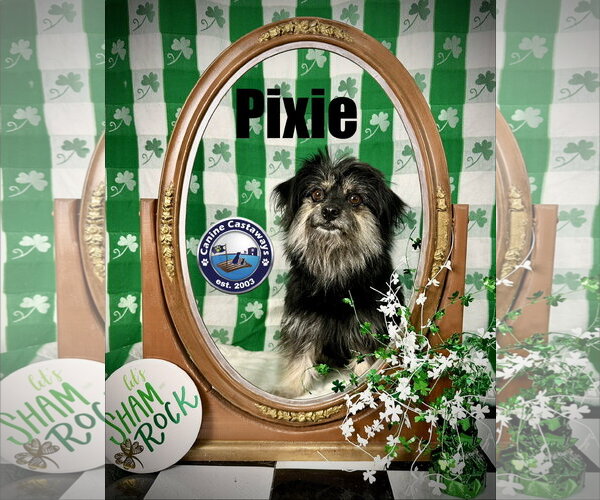 Medium Photo #6 Havanese-Unknown Mix Puppy For Sale in Arcadia, FL, USA