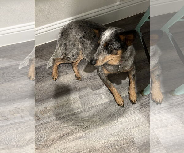 Medium Photo #3 Mutt Puppy For Sale in Dallas, TX, USA