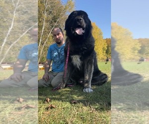 Father of the Caucasian Shepherd Dog puppies born on 09/28/2019