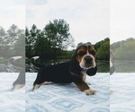 Puppy 5 Basset Hound