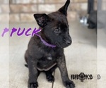 Small Photo #2 Dutch Shepherd Dog Puppy For Sale in COLLINSVILLE, OK, USA