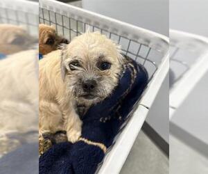 Border Terrier-Unknown Mix Dogs for adoption in San Martin, CA, USA