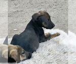 Small #1 Mutt