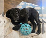 Small #2 Labrador Retriever Mix