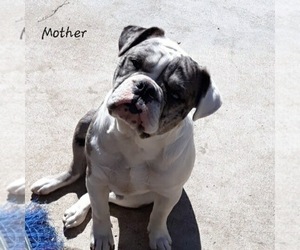 Mother of the Olde English Bulldogge puppies born on 08/01/2022