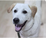 Small Labrador Retriever Mix