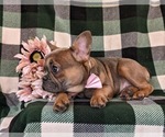 Small Photo #6 French Bulldog Puppy For Sale in QUARRYVILLE, PA, USA