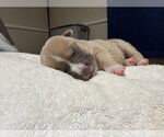 Small #1 American Staffordshire Terrier Mix