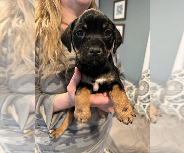 Medium Photo #2 Labrottie Puppy For Sale in Brewster, NY, USA