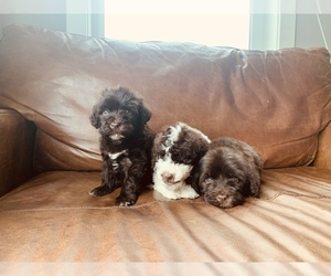 Portuguese Water Dog Puppy for sale in REXBURG, ID, USA