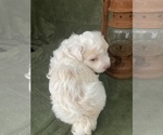 Small Photo #5 Havanese Puppy For Sale in KOKOMO, IN, USA