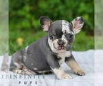 Small #2 French Bulldog