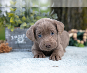 Medium Labrador Retriever