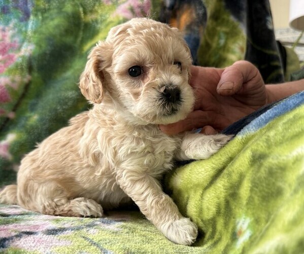 Medium Photo #3 Poodle (Miniature) Puppy For Sale in THORP, WI, USA