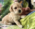 Small #2 Poodle (Miniature)