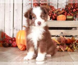 Pomeranian Puppy for sale in MOUNT VERNON, OH, USA