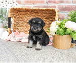 Small #6 Schnauzer (Miniature)