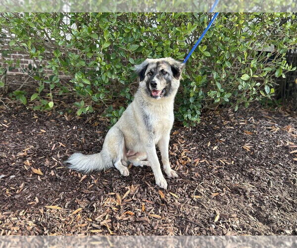 Medium Photo #4 Anatolian Pyrenees Puppy For Sale in Raleigh, NC, USA