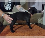 Small Photo #5 Cane Corso Puppy For Sale in WOODLAND, WA, USA