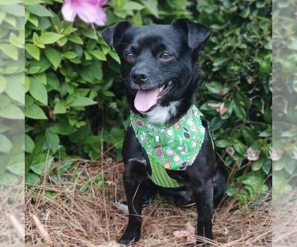 Medium Photo #1 Chihuahua-Unknown Mix Puppy For Sale in Spring Lake, NC, USA