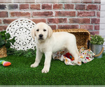 Small #3 Labrador Retriever
