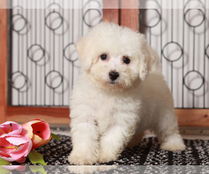 Bichon Frise Puppy for sale in NAPLES, FL, USA