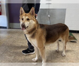 Gerberian Shepsky Dogs for adoption in Raleigh, NC, USA