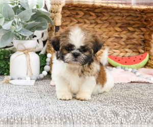 Shih Tzu Puppy for sale in SYRACUSE, IN, USA