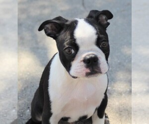 Boston Terrier Puppy for sale in BROOKSVILLE, FL, USA
