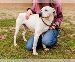 Small Photo #4 Labrador Retriever-Unknown Mix Puppy For Sale in Sparta, TN, USA