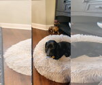 Small #2 Dachshund