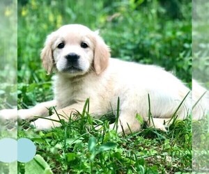 Golden Retriever Puppy for sale in DRY RUN, PA, USA