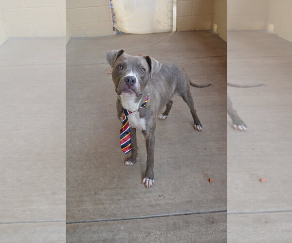 Medium Photo #3 American Pit Bull Terrier-Unknown Mix Puppy For Sale in McKinney, TX, USA