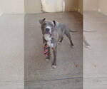 Small #2 American Pit Bull Terrier Mix
