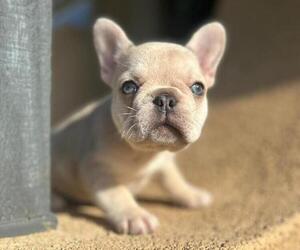 French Bulldog Puppy for sale in HOUSTON, TX, USA