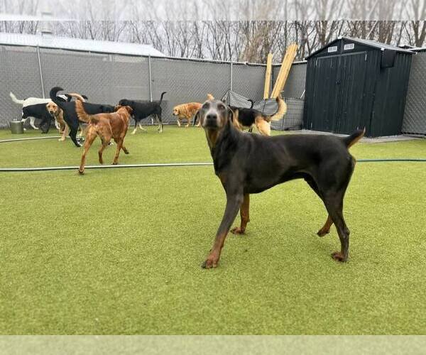 Medium Photo #7 Doberman Pinscher Puppy For Sale in Buffalo, MN, USA