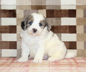Bernedoodle (Miniature) Puppy for sale in DENVER, PA, USA