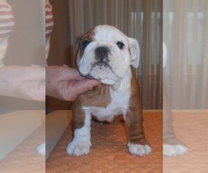 Bulldog Puppy for sale in MIDDLETOWN, NY, USA