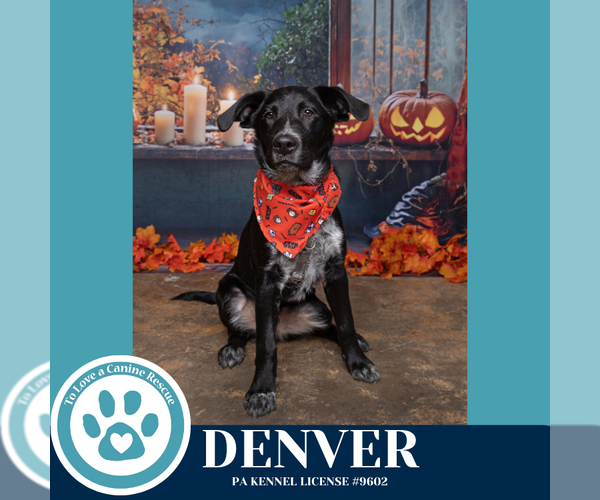 Medium Photo #23 Golden Retriever-Unknown Mix Puppy For Sale in Kimberton, PA, USA