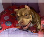Small #2 American Pit Bull Terrier Mix